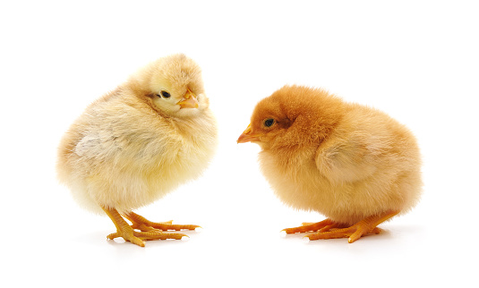 Two yellow chickens isolated on a white background.