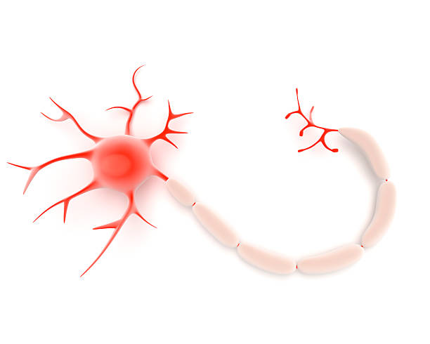 neuron 또는 신경 세포 - nerve cell synapse communication human spine 뉴스 사진 이미지