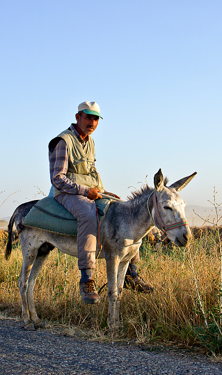 Kırşehir, Turkey - August 9, 2023: Dairy farm view with shepherd on a steppe land in kırşehir middle anatolia turkey, there are dairy farms and Agriculture planting areas with adobe house in village in kırşehir turkey in a sunny day. Village view on a steppe land in kırşehir middle anatolia turkey, there are Agriculture planting areas with adobe house in village in kırşehir turkey in a sunny day.