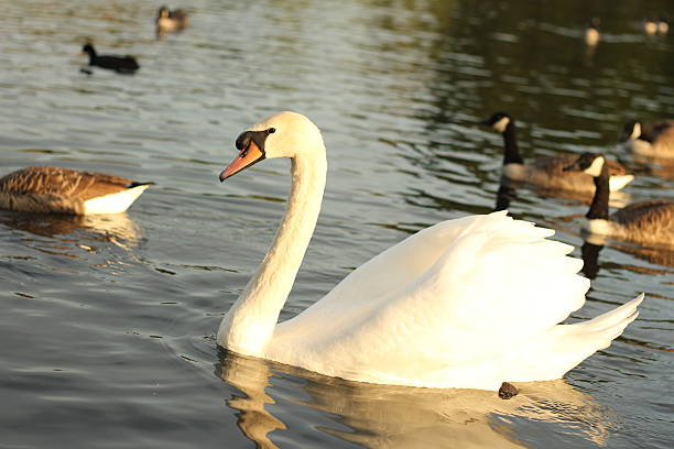 istock Swan with geese on the background 176551104