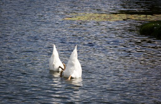 Two swans are upside down looking for food in the lake.