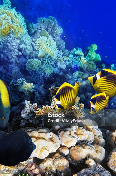 Coral Y Peces En El Mar Rojo Egipto África Foto de stock y más banco de imágenes de Hurghada - Hurghada, Acuario - Recinto para animales en cautiverio, Agua
