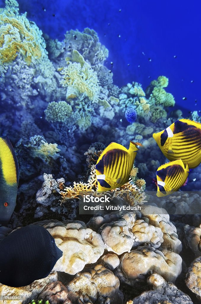 Corais e peixes no mar vermelho. Egipto, África. - Royalty-free Hurghada Foto de stock