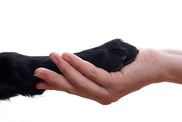 Handshake between dog and human stock photo