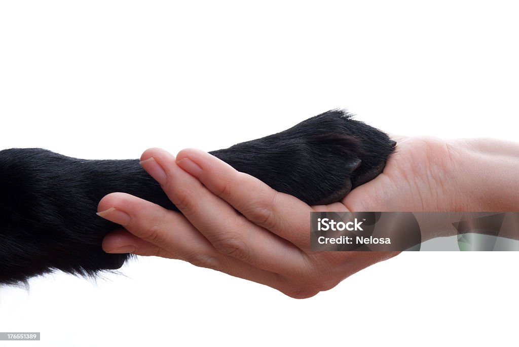 Aperto de mão entre a mão e cães - Foto de stock de Animal de estimação royalty-free