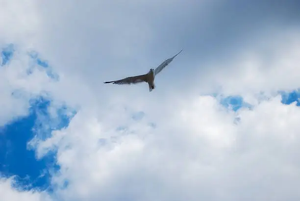 flying bird in sky background. Cloudscape
