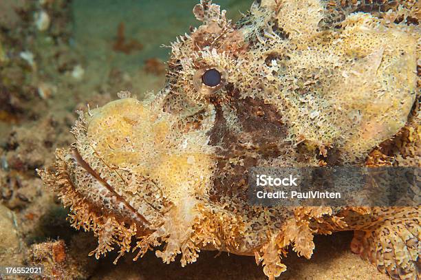 수염 붉은쏨뱅이 굴절률은 Seabed Scorpaenopsis Oxycephala에 대한 스톡 사진 및 기타 이미지 - Scorpaenopsis Oxycephala, 대양저, 독성 물질