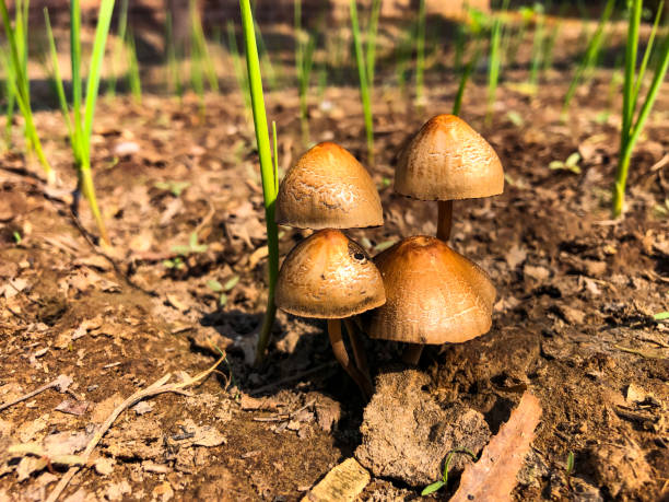 Golden mushrooms in the field Wild mushrooms and garlic plants psathyrellaceae stock pictures, royalty-free photos & images