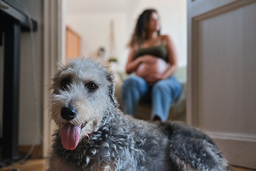front view portrait of a lovely schnauzer dog looking straight at the camera and a carefree latino woman smiling in the bedroom