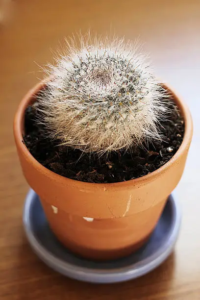 Small hairy cactus in a clay pot.