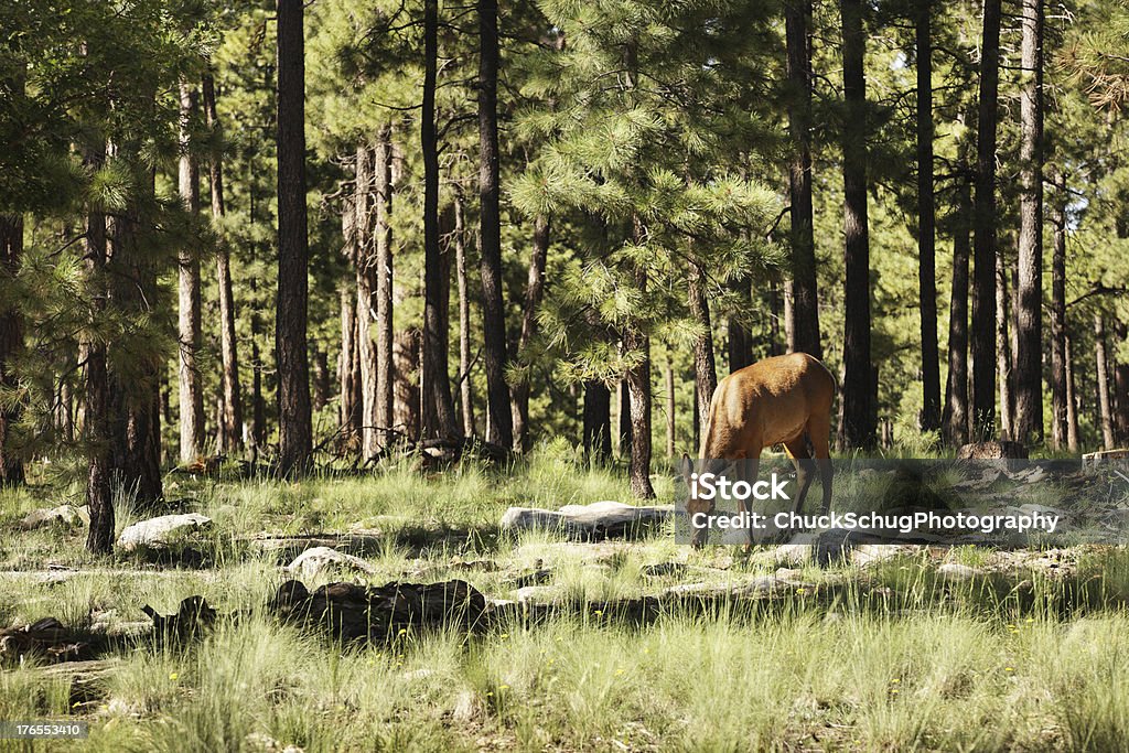 Elk alimentação vaca no pasto na floresta verde - Royalty-free Alimentar Foto de stock