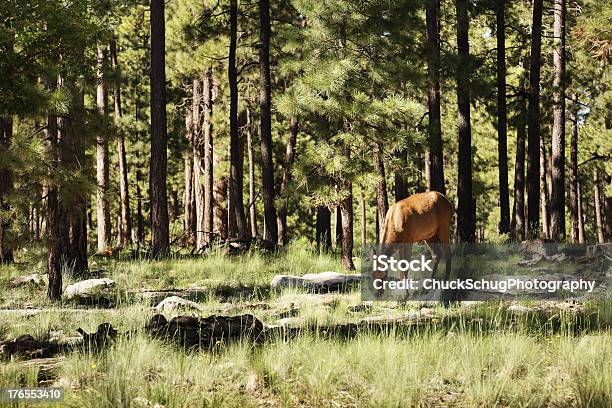 Elk Alimentação Vaca No Pasto Na Floresta Verde - Fotografias de stock e mais imagens de Alimentar - Alimentar, Animal, Animal selvagem
