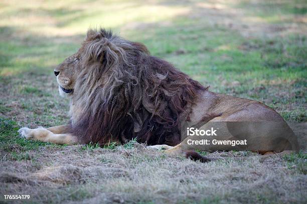 Leone - Fotografie stock e altre immagini di Africa - Africa, Cacciare, Composizione orizzontale