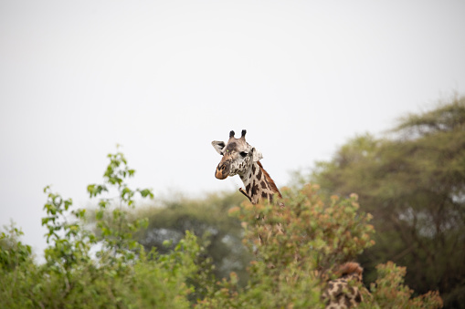 Head of wild giraffe with long neck above tall trees of savannah. Africa travel and animals watching concept. Maniara Tanzania reserve. Natural green background