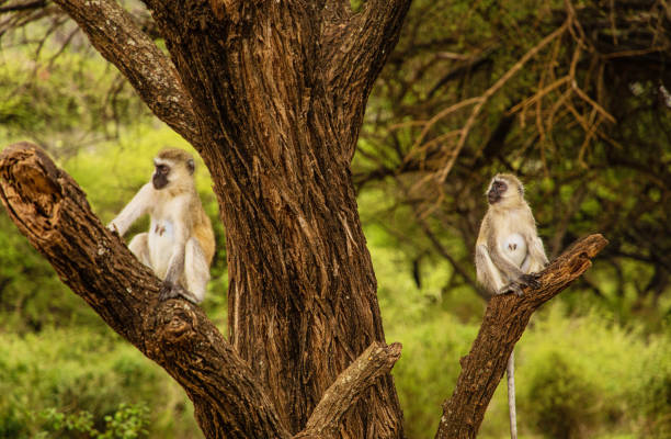 istock Juvenile African Vervet monkey, Chlorocebus pygerythrus 1765549683