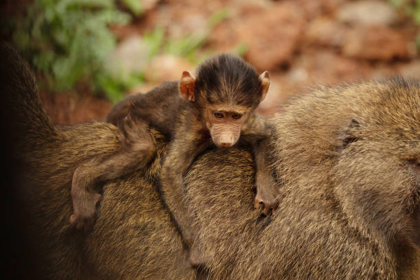 olive baboon family with little baby close up. South Africa travel safari and wild animals watching concept. Maniara Tanzania reserve. Natural green background