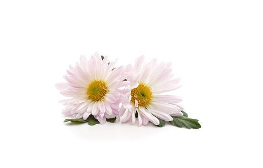 Beautiful white chamomile isolated on a white background.