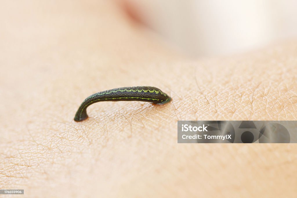 Sucking Tropical land leech (Haemadipsa crenata) sucking some blood from the skin. Haemadipsa crenata : The beautiful new species (2007) of Land leeches (Bloodsucker) from tropical forest , Southeast Asia . Leech Stock Photo