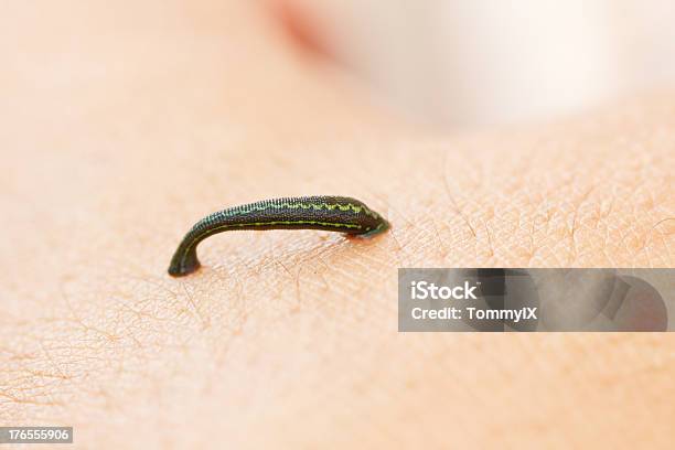 Sucking Stock Photo - Download Image Now - Leech, Animal, Animal Wildlife