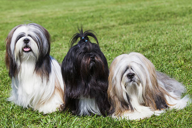 istock Portrait of three purebred Lhasa Apso  on green grass 176556127
