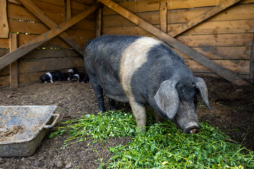 Mangalitsa Traditional European Pig (Serbia, Hungaria) at an Organic Farm in Springtime Enjoying Food on a Late Afternoon