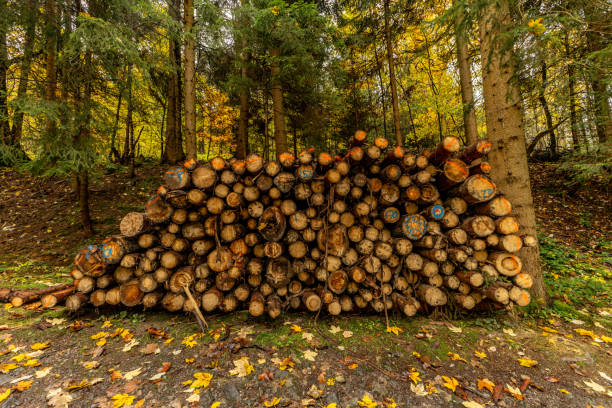 Tree trunks cut in the forest, firewood in the fireplace, storing wood for drying