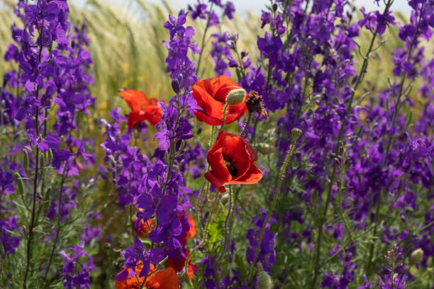 delphinium mohn blüht in einem feld nahaufnahme. - poppy purple flower close up stock-fotos und bilder