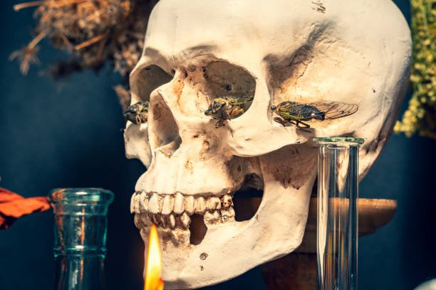istock Human skull and cicadas creatures bugs for ritual selective focus. Halloween occult, esoteric and divination concept of magic. Witch craft black magic at magical altar. 1765590204