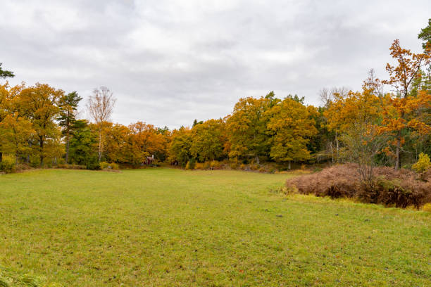 istock Trees in autumn colours in Sweden 1765594184