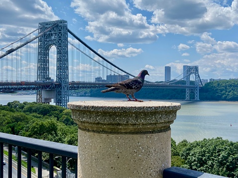 Close-up of a pigeon in profile sitting on the post of a fence in front of the George Washington Bridge over the Hudson River in Washington Heights, New York City