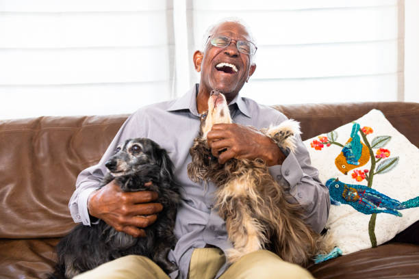 istock Senior black man playing with his dogs at home 1765598765
