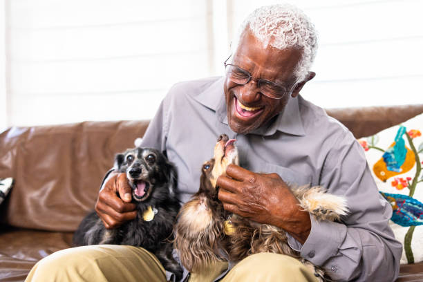 istock Senior black man playing with his dogs at home 1765600972