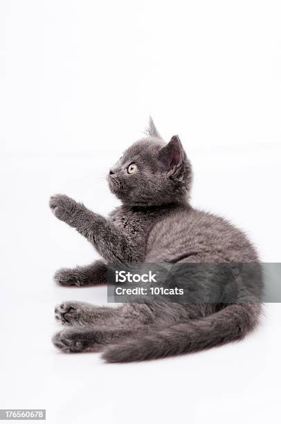 美しい猫 - カットアウトのストックフォトや画像を多数ご用意 - カットアウト, スタジオ撮影, ネコ科