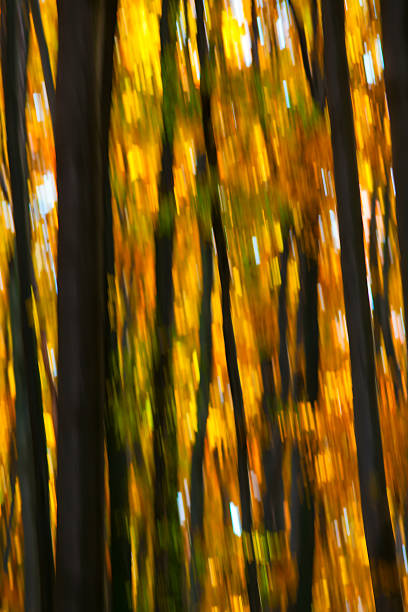 istock Motion blur of trees in an autumn forest 176560923