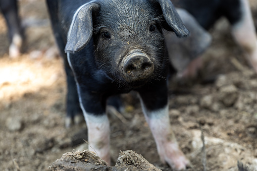 Krskopolje Pigs are the only Slovenian Indigenous Breed of Pig