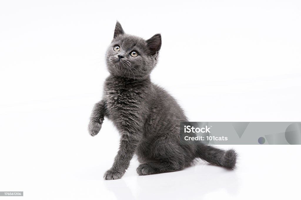 Gato bonito - Royalty-free Animal Foto de stock