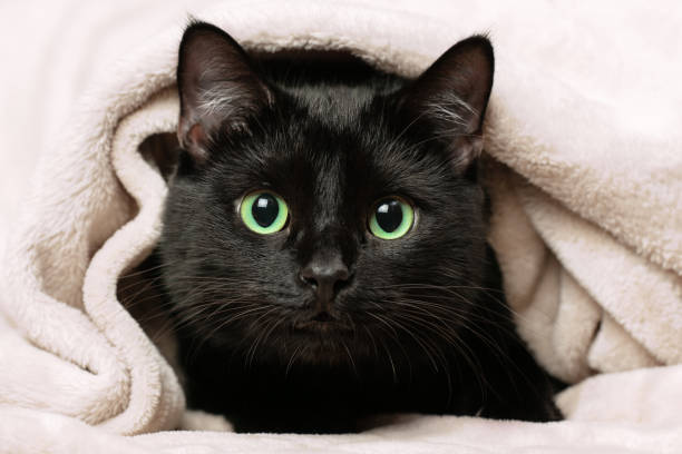 istock Portrait of a black cat peeking out from under a blanket during a cold snap 1765613344