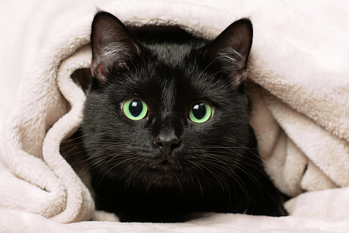 Portrait of a black cat peeking out from under a blanket during a cold snap.