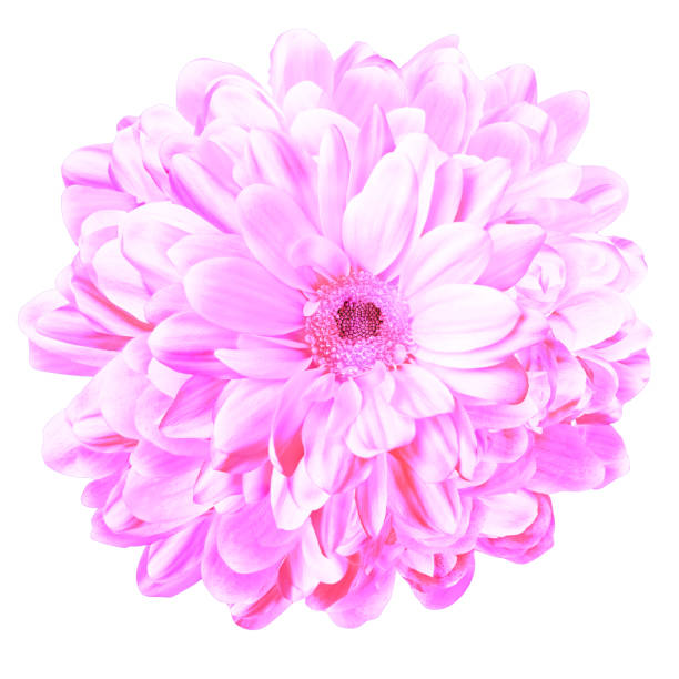 istock Isolated flower with many petals, intense perfume, natural freshness 1765613916