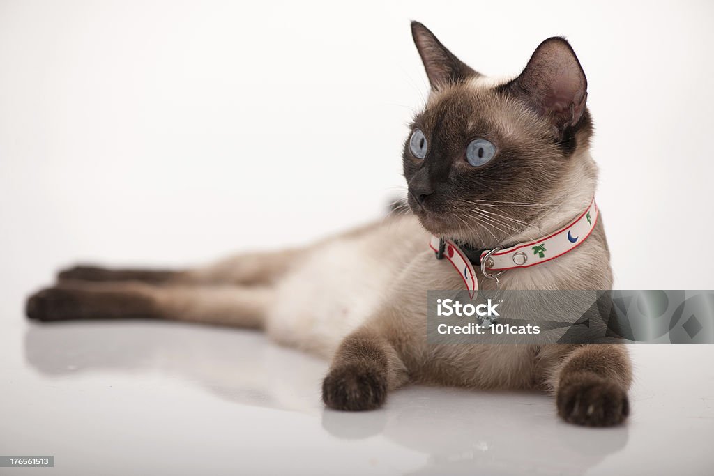 Hermoso siames cat - Foto de stock de Animal libre de derechos