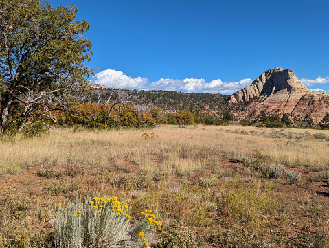 Dry meadows and red rock cliffs along Kolob Terrace Road near Hop Valley Trailhead in Zion National Park Utah