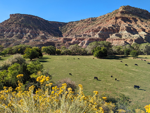 Cattle grazing in green meadows amid red rock cliffs along Kolob Terrace Road near Kolob Terrace in Zion National Park Utah overlooking Smith Mesa in the background