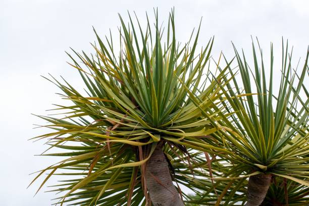 istock Foliage of a Canary dragon tree, Dracaena draco 1765622901