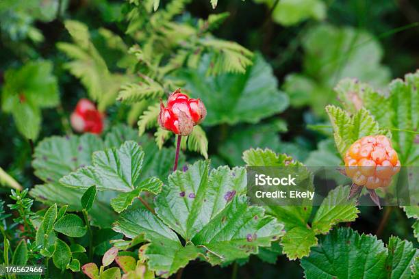 Foto de Amora Branca e mais fotos de stock de Alimentação Saudável - Alimentação Saudável, Baga - Fruta, Cloudberry