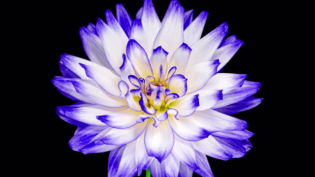 Blue Dahlia Flower Opens in Time Lapse on a Black Background. The Pink Plant Blooming and Wilting Fast. The Plant has Faded After the Bloom