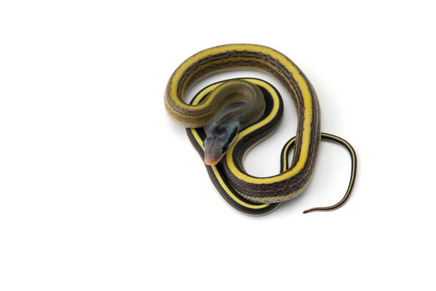 istock Taiwan beauty rat snake isolated on white background 1765629424
