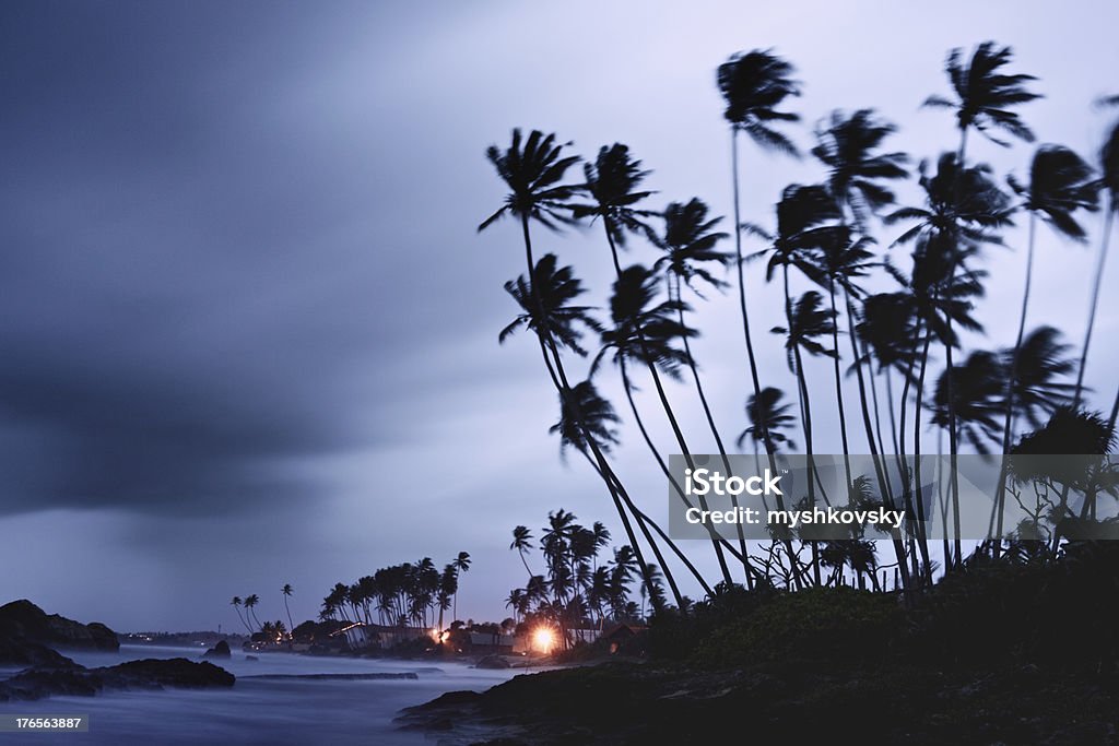 Palm Tree Silhouettes  Big Island - Hawaii Islands Stock Photo