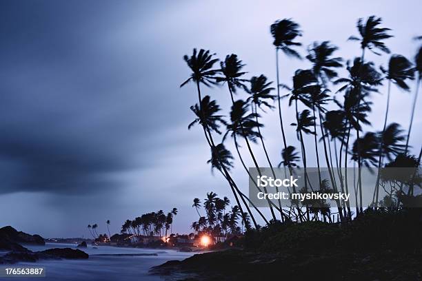 Palm Tree Silhouettes Stock Photo - Download Image Now - Big Island - Hawaii Islands, Dark, Sky