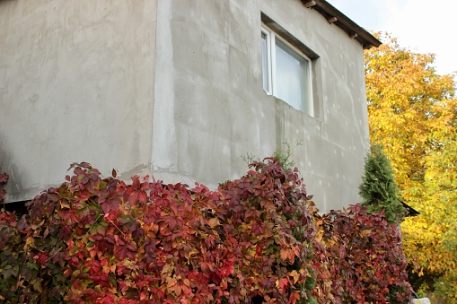 Background of rich autumn colors of yellow-crimson leaves of wild grapes on house