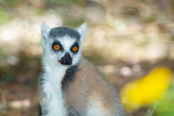 Ring-tailed lemur facing right with bright orange eyes, observing surroundings